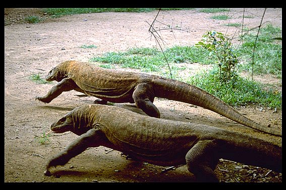 Komodo Island